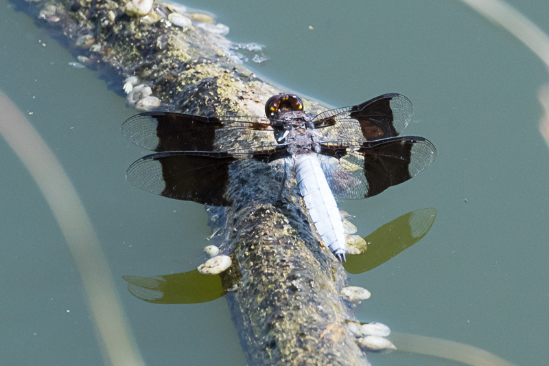 common whitetail